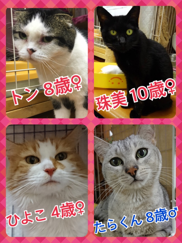 【運命の赤い糸見～つけた💓スコティッシュフォールドのハニーちゃん💕】
